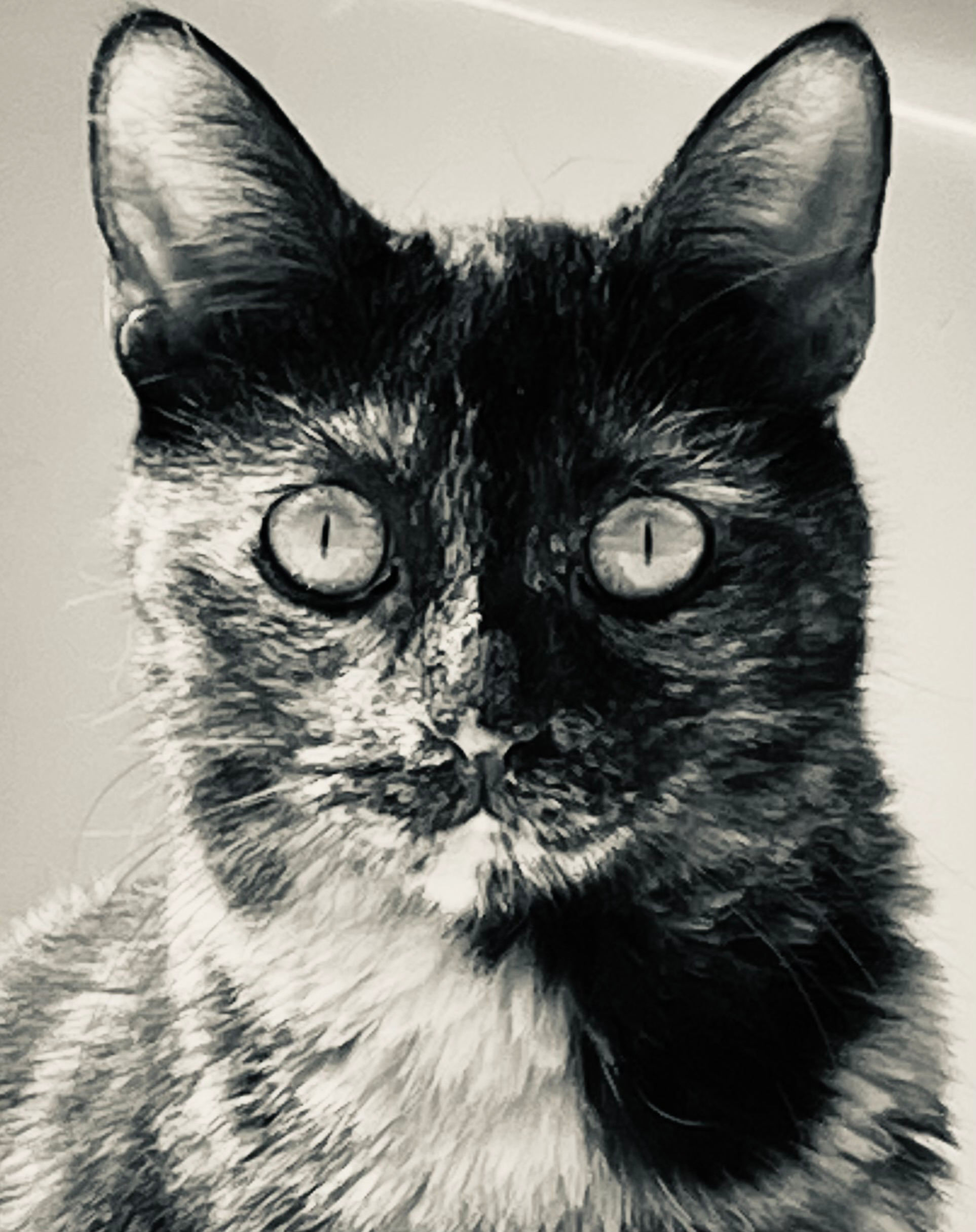 The cat is out of the bag